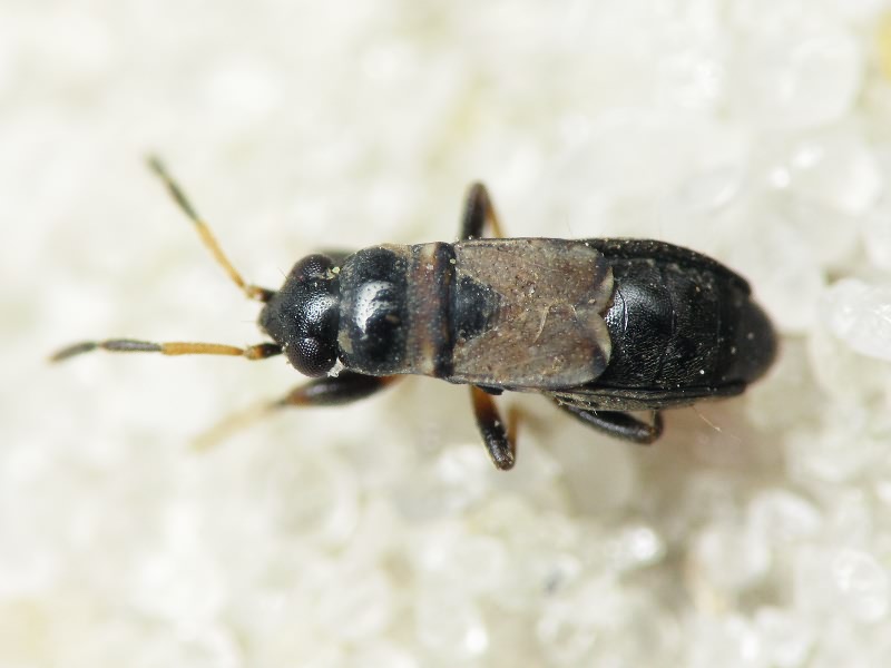 Ischnocoris hemipterus (Schilling, 1829)